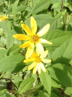 OSV 2 yellow flowers