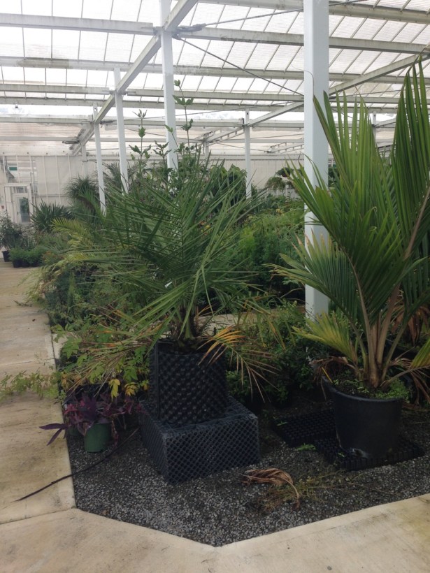 NZ Botanic Garden cafe - 7