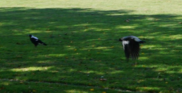 NZ Hagley Park bird flying away