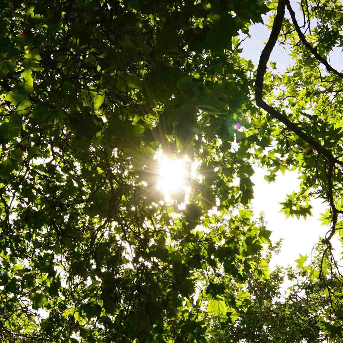 Summer sky through tree