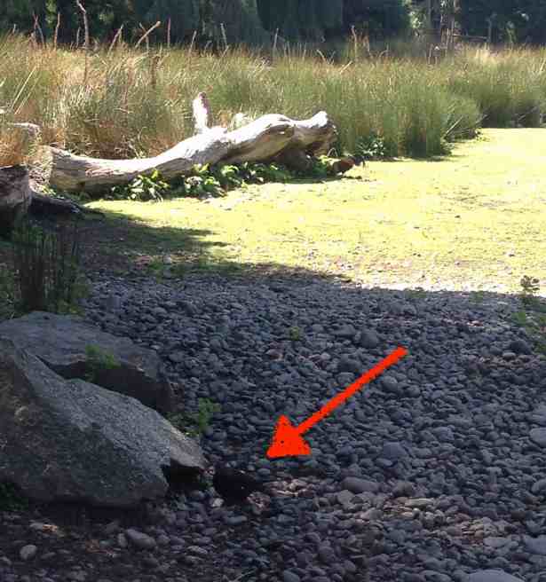 NZ Wildlife Park bird yellow beak ARROW
