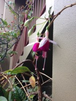 NZ Motel Roma on Riccarton - flowers