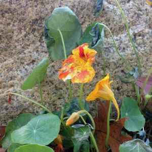 Frost rimed flower and fallen autumn leaves