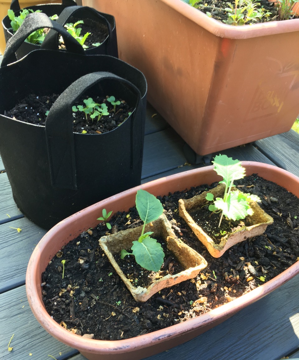 Seedlings planted in containers on deck