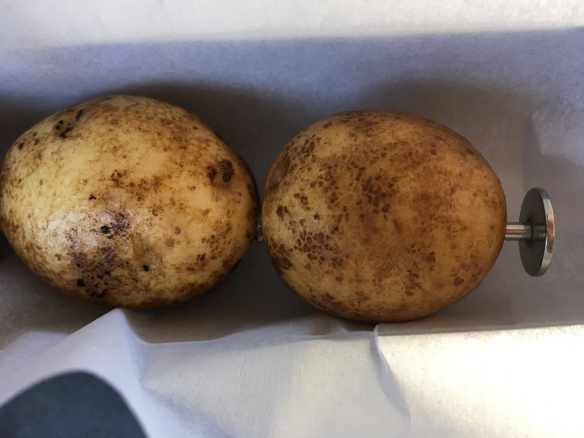 Close up of small russet potatoes pierced with nail in goSun solar oven cooking tray
