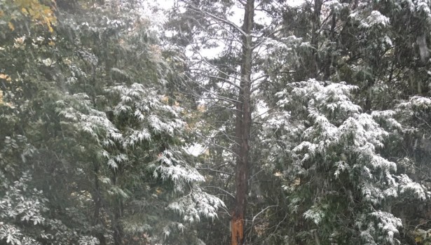 Snow sprinkled evergreen trees in autumn
