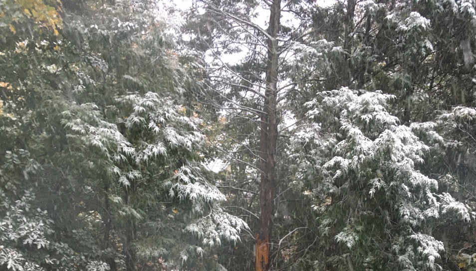Snow sprinkled evergreen trees in autumn