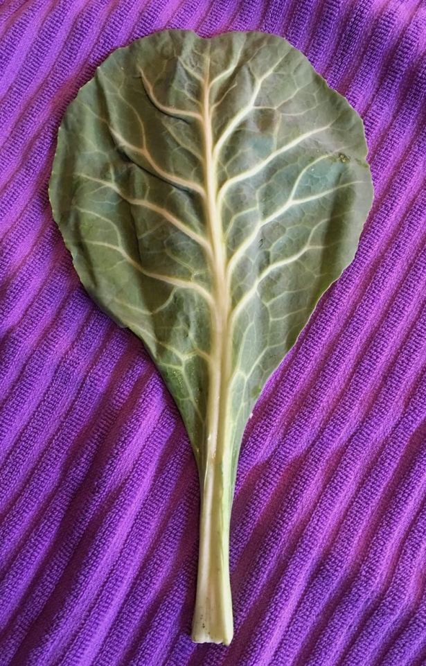 Green leaf of collard laid out on a purple towel