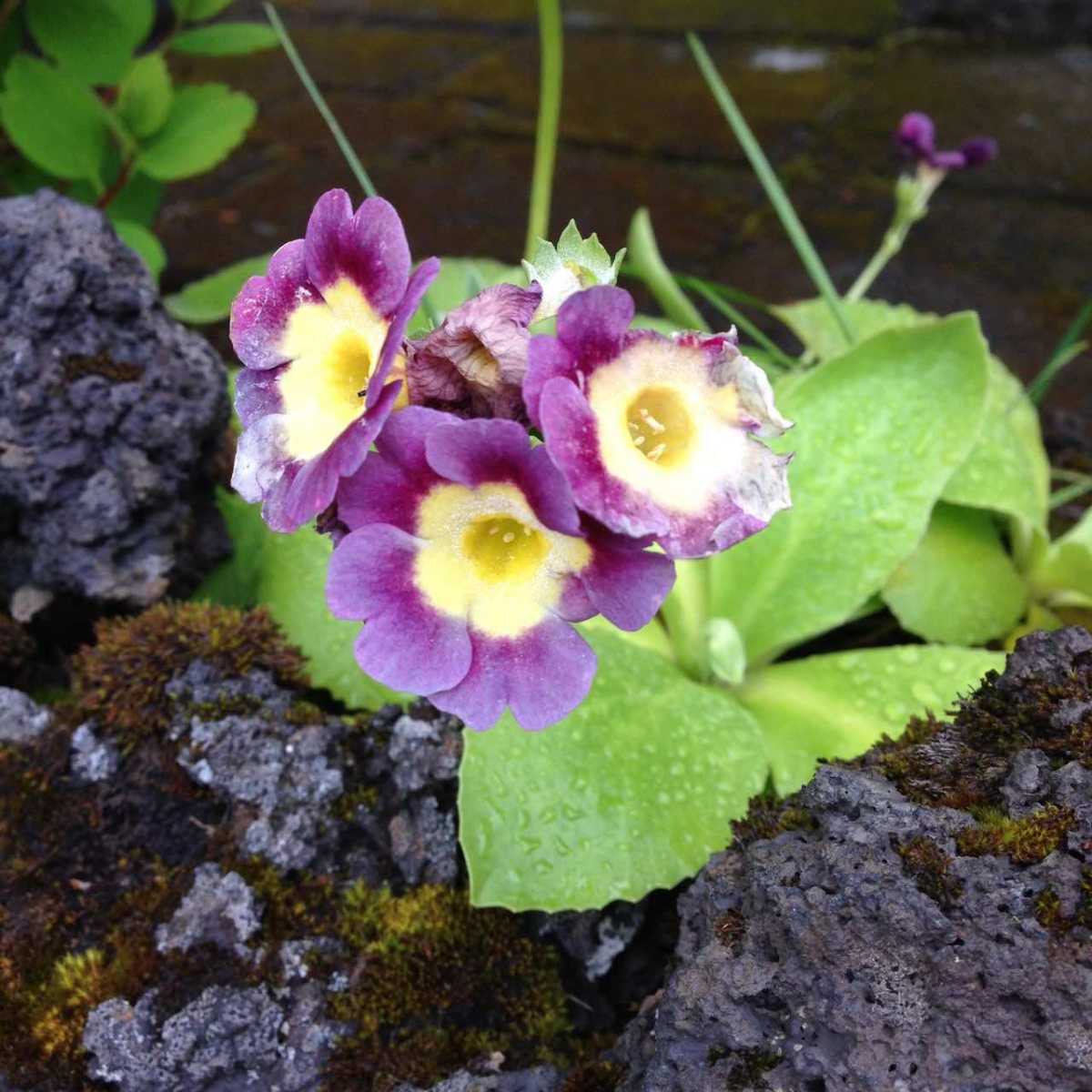 purple and gold flowers blooming in Hafnarfjörður, Iceland