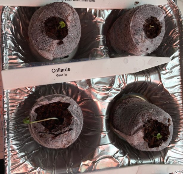 Kale and Collard sprouts grown in peat pucks in disposable aluminum muffin tin